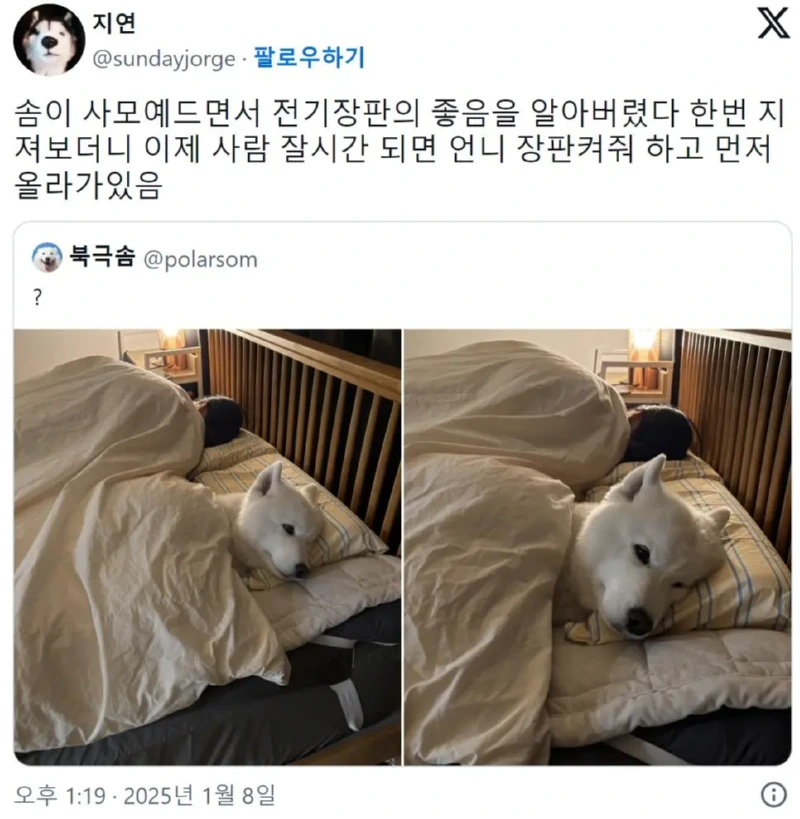 전기 장판에 맛들려버린 사모예드 