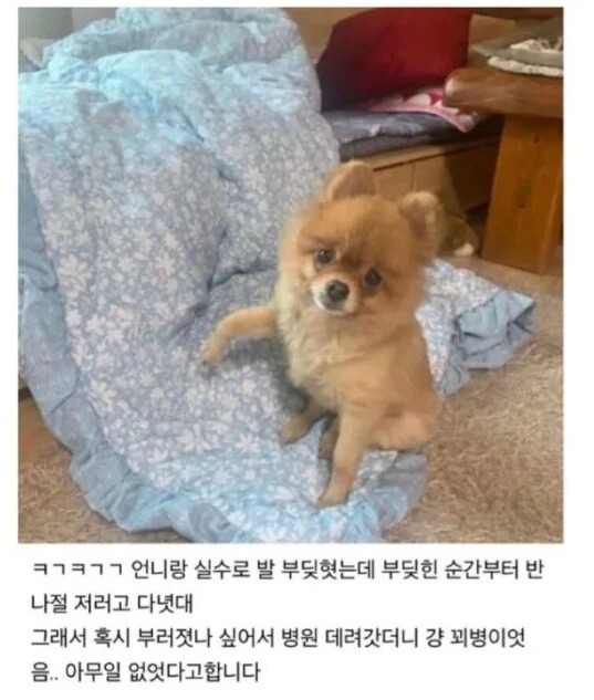 강아지한테 공갈 당한 썰