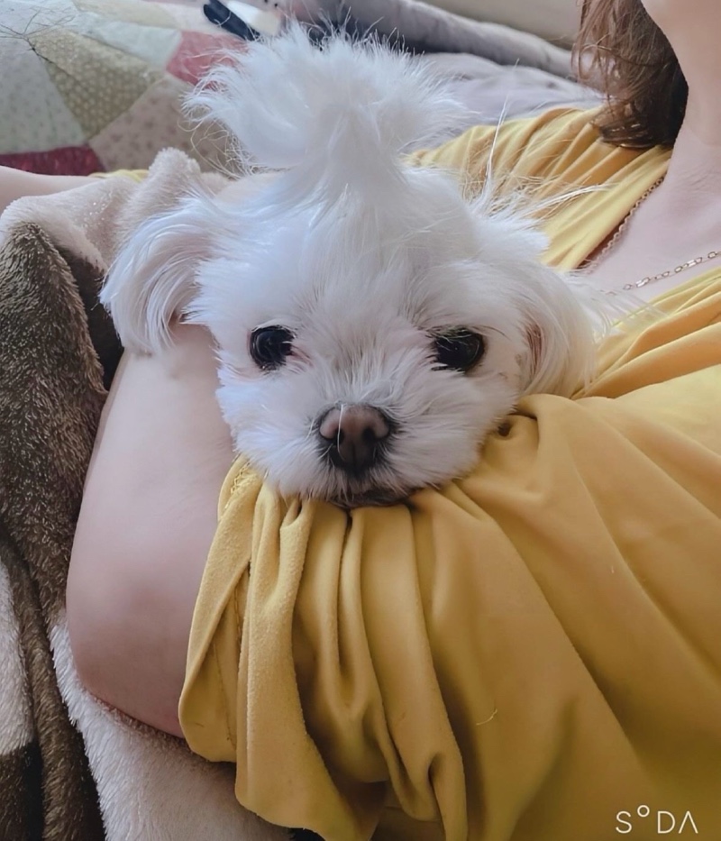 반려견사랑이