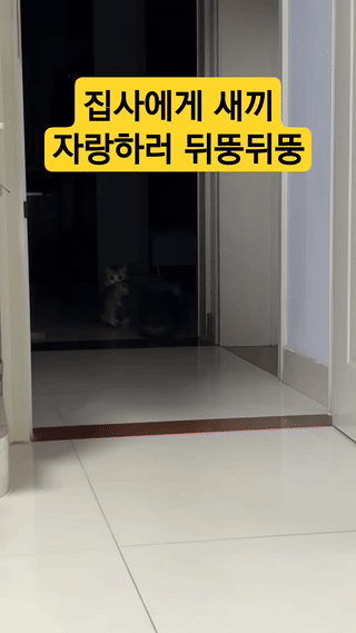 집사에게 새끼 자랑하는 고양이 