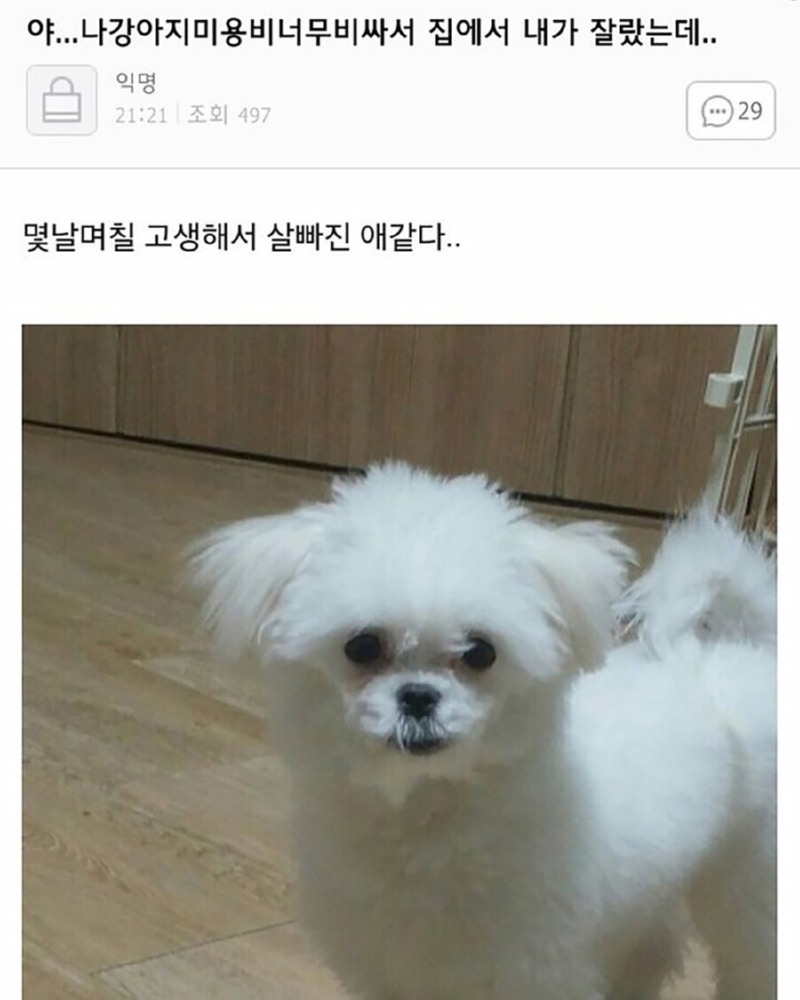 강아지 미용이 너무 비싸서 직접 했는데...