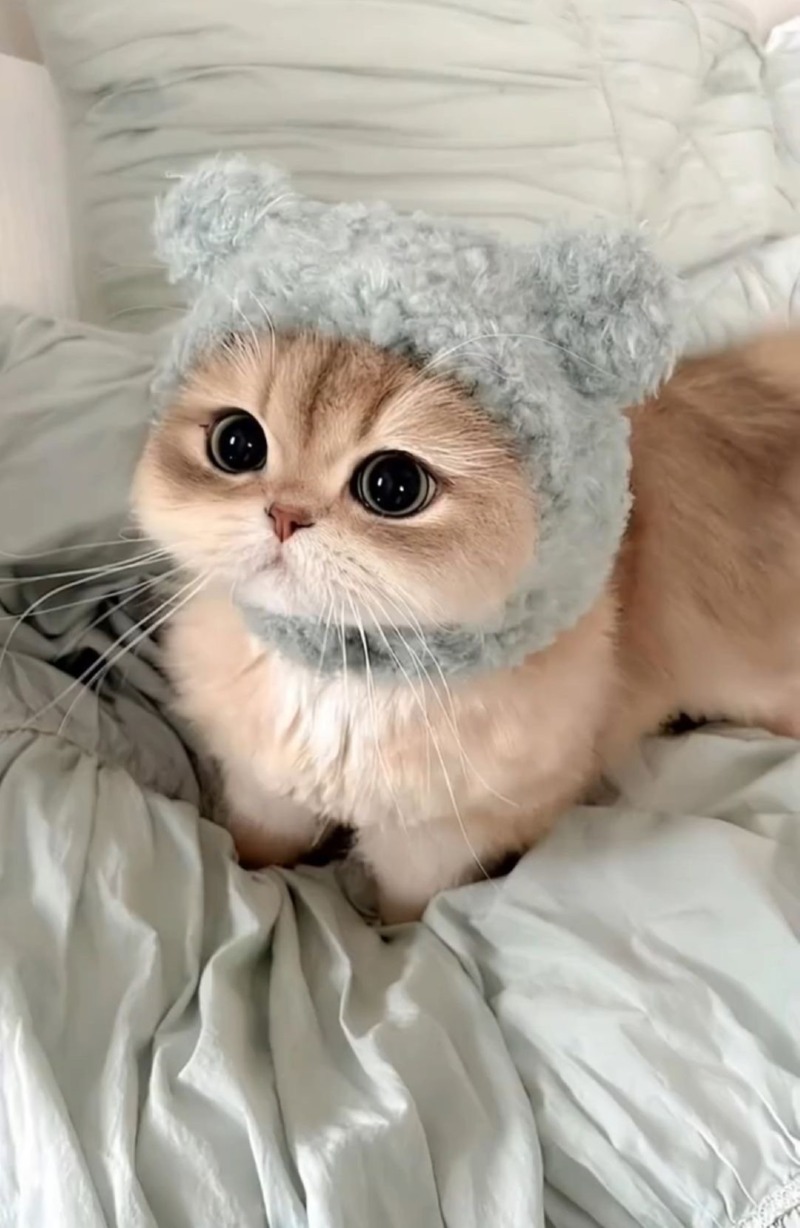 2월 28일, 오늘의 고양이 짤 
