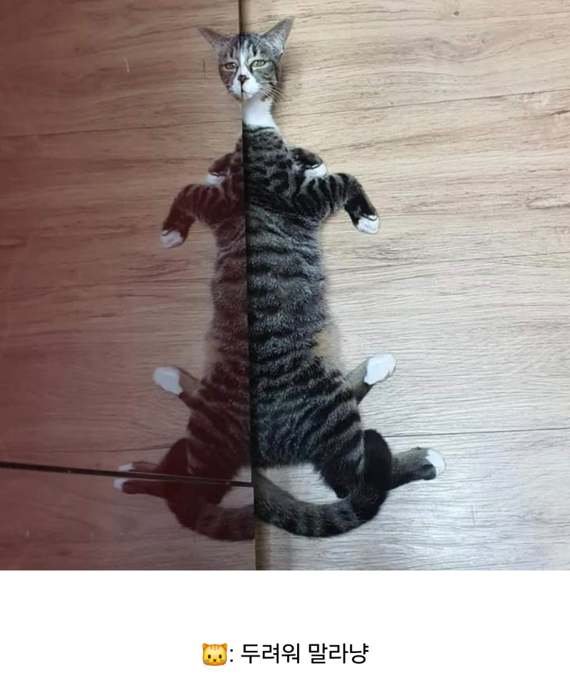 뭔가 이상한 고양이 사진 