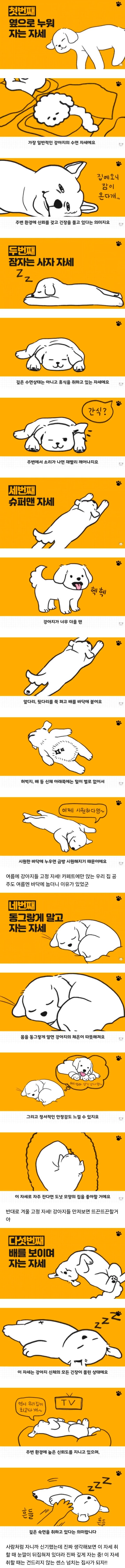 강아지 수면 자세와 그 이유 