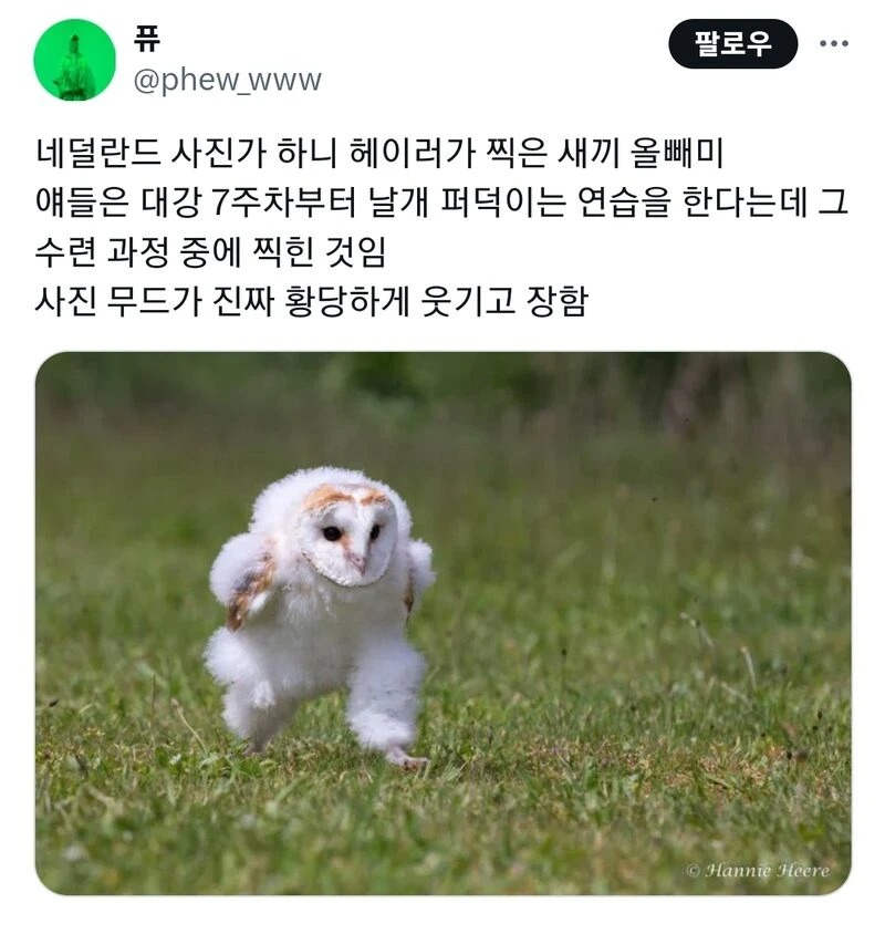 네덜란드 사진 작가가 찍은 새끼 올빼미