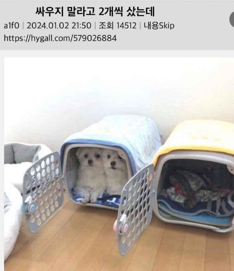 싸우지 말라고 2개 삿는데