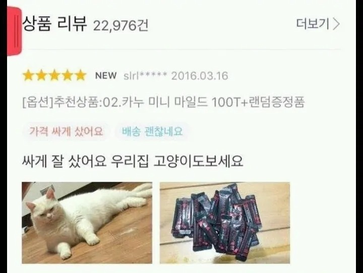 고양이 키우는 사람 특징