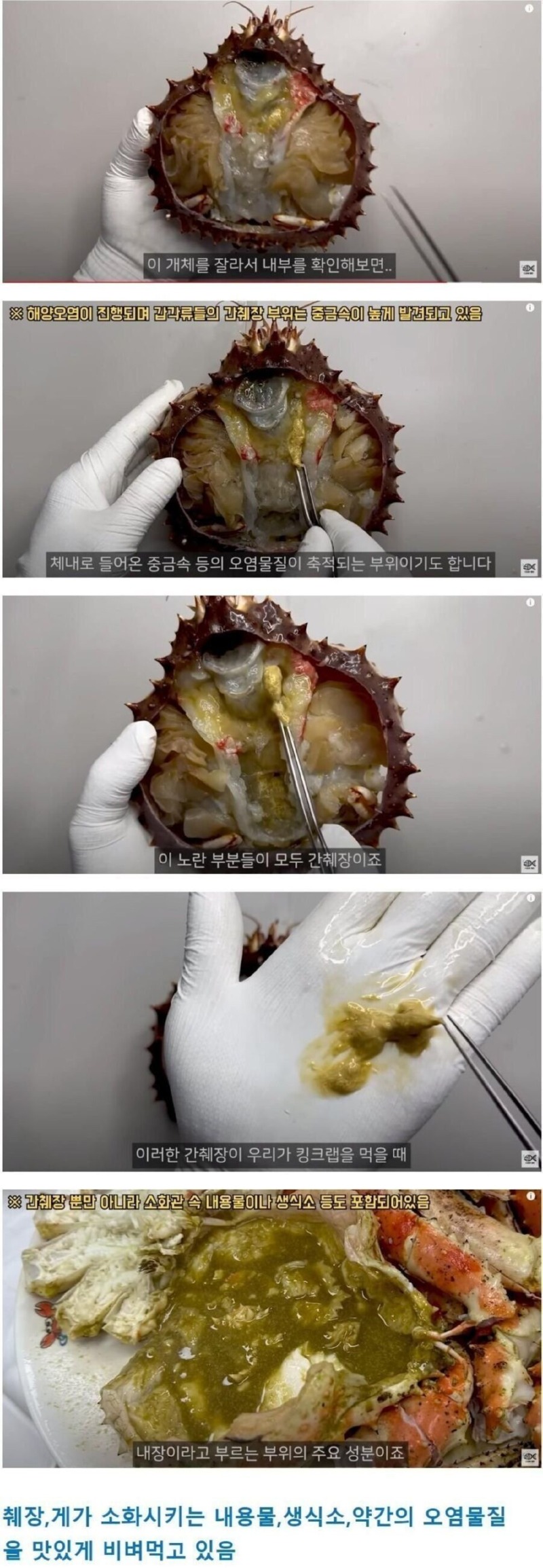 킹크랩, 대게 내장의 진실