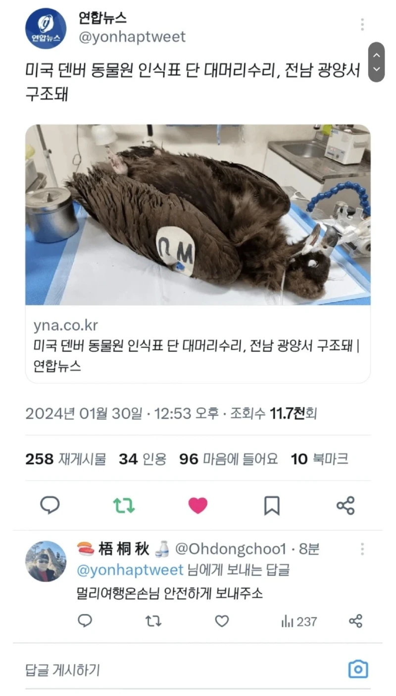 미국 덴버 동물원 인식표를 단 대머리수리, 전남에서 구조
