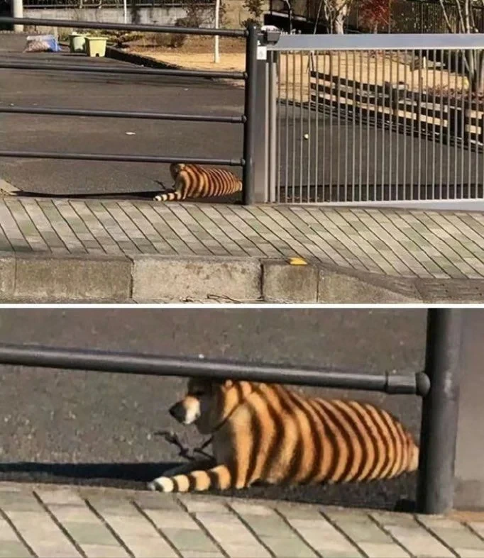 호랑이가 밖에 누워있다고?.jpg