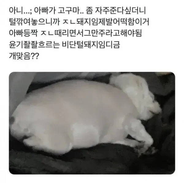 고구마를 많이 먹은 강아지의 최후