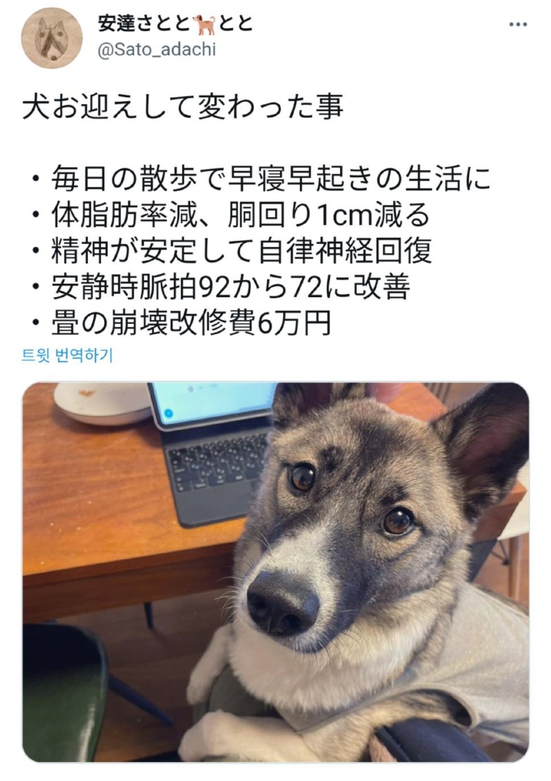 개를 키우고 내 인생이 바뀐 포인트