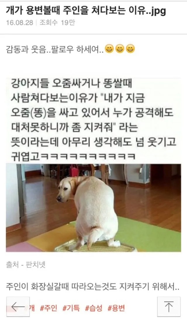 강아지가 용변볼 때 주인을 쳐다보는 이유