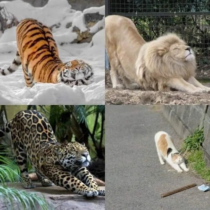 고양이과 동물들 특징