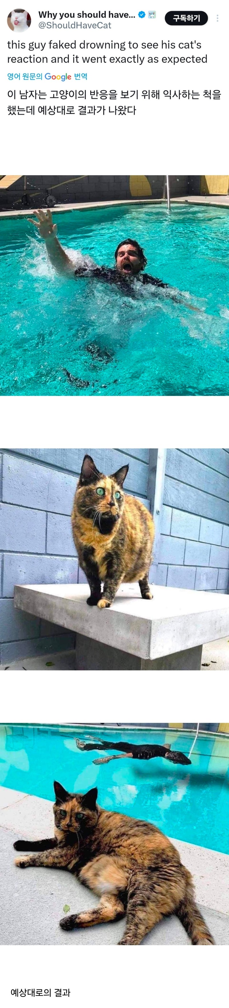 고양이 앞에서 익사하는 척 해봤다 