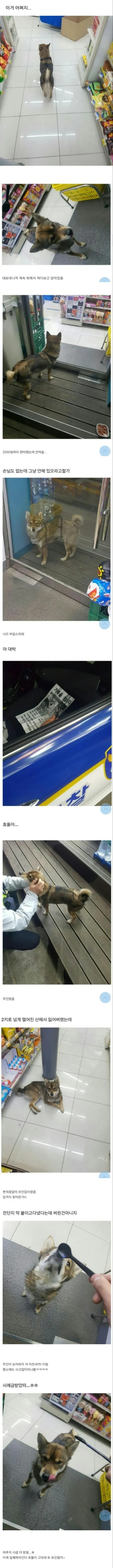편의점에 난입한 댕댕이 사연