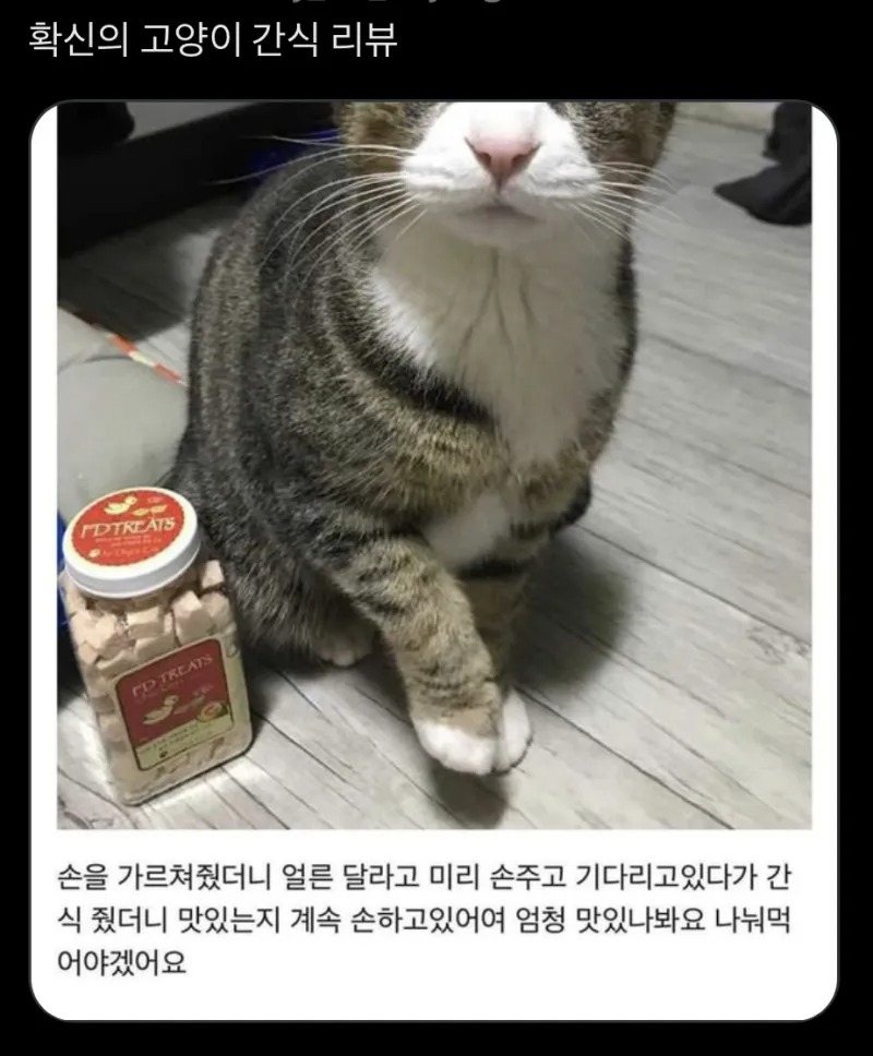 확신의 고양이 간식 리뷰