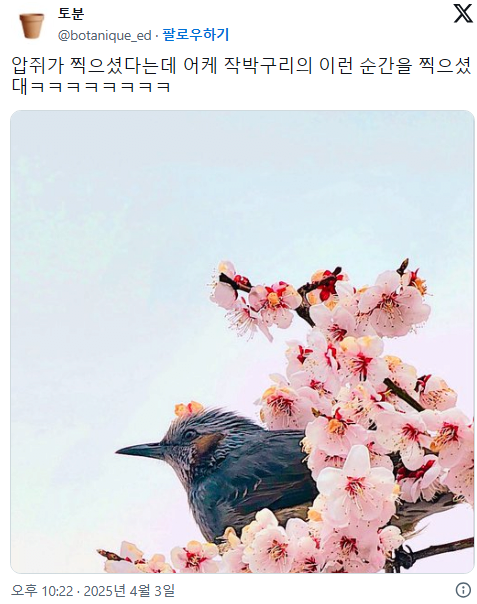 아빠가 찍어준 고도리 실사 