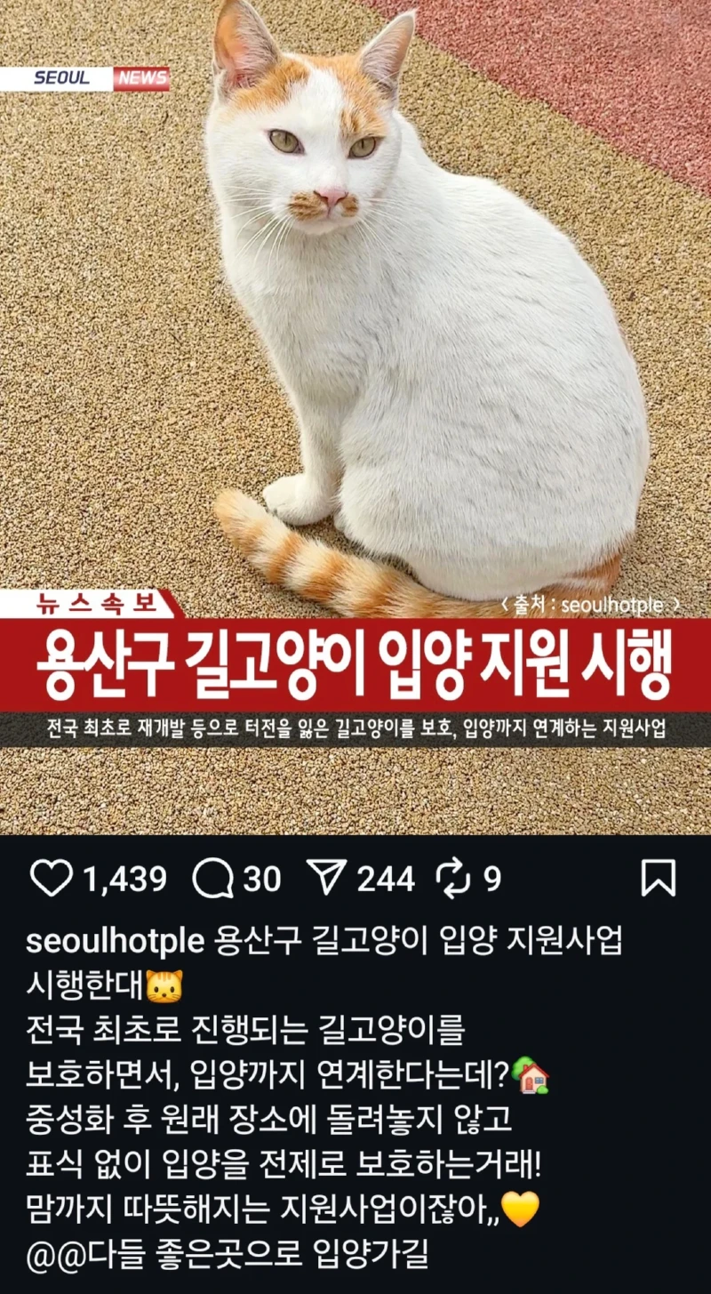 용산구, 길고양이 입양 지원 시행!! 