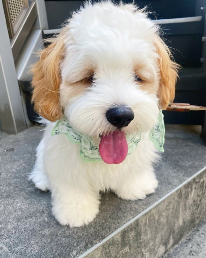 더위에 지쳐버린 강아지 ㅠㅠㅠ 