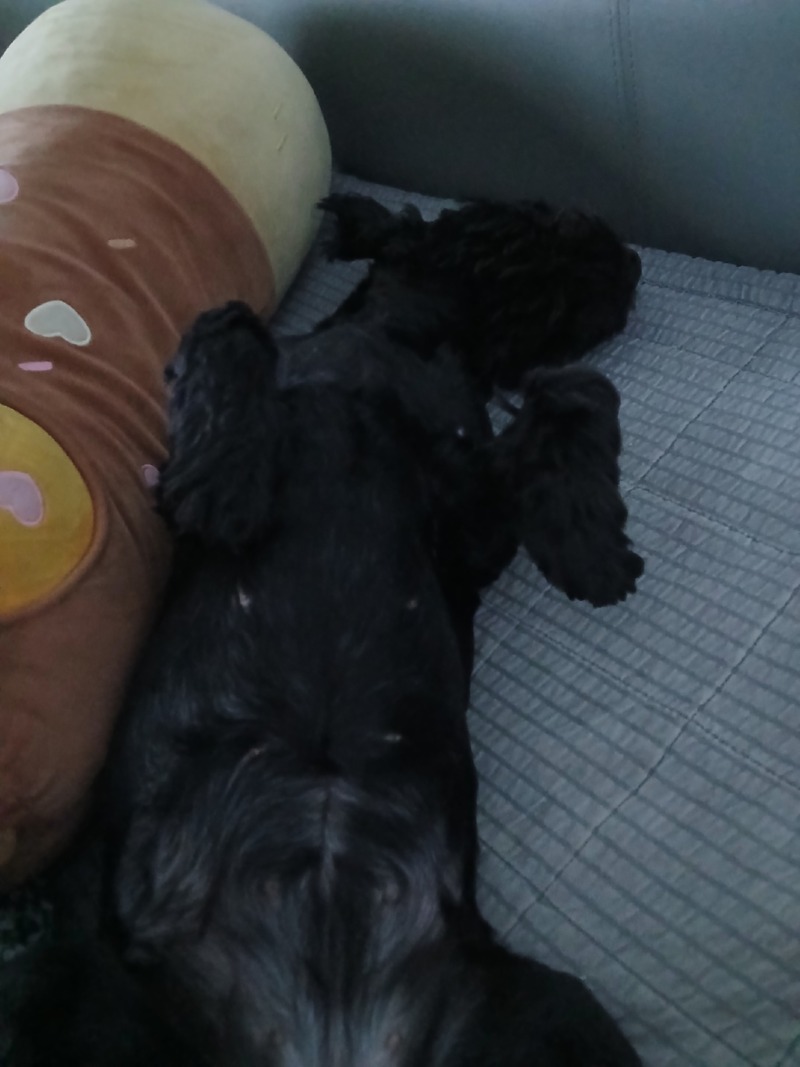 개꿀잠
