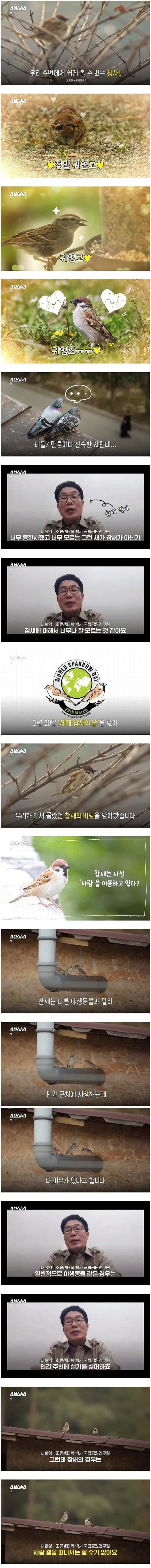 조류학자가 말하는 참새