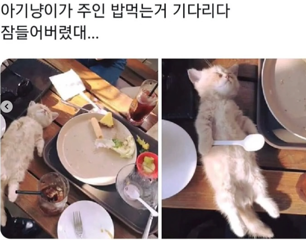 아기 냥이가 주인 밥 먹는 거 기다리다 잠들어버렸대..