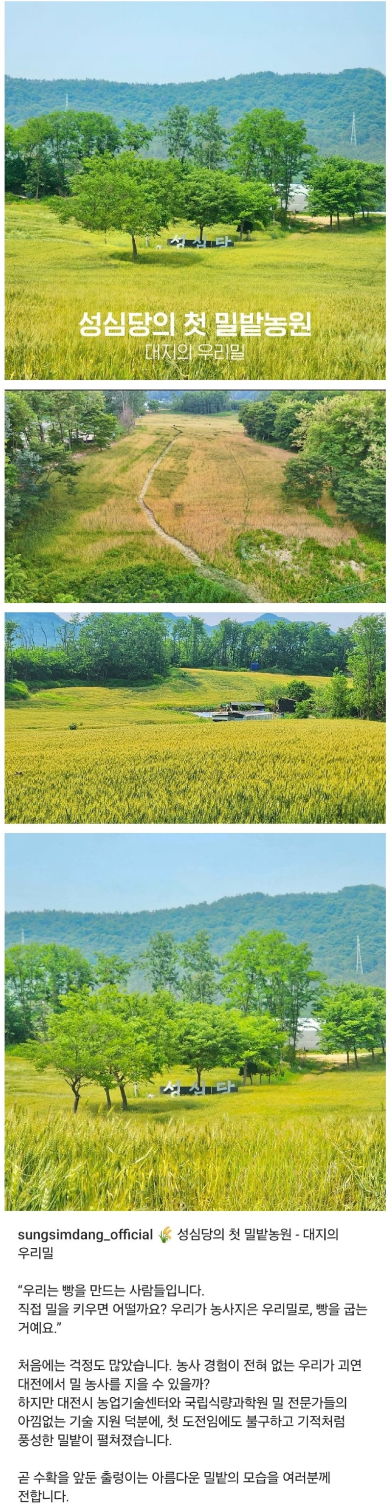 성심당 이제는 밀밭까지... .jpg
