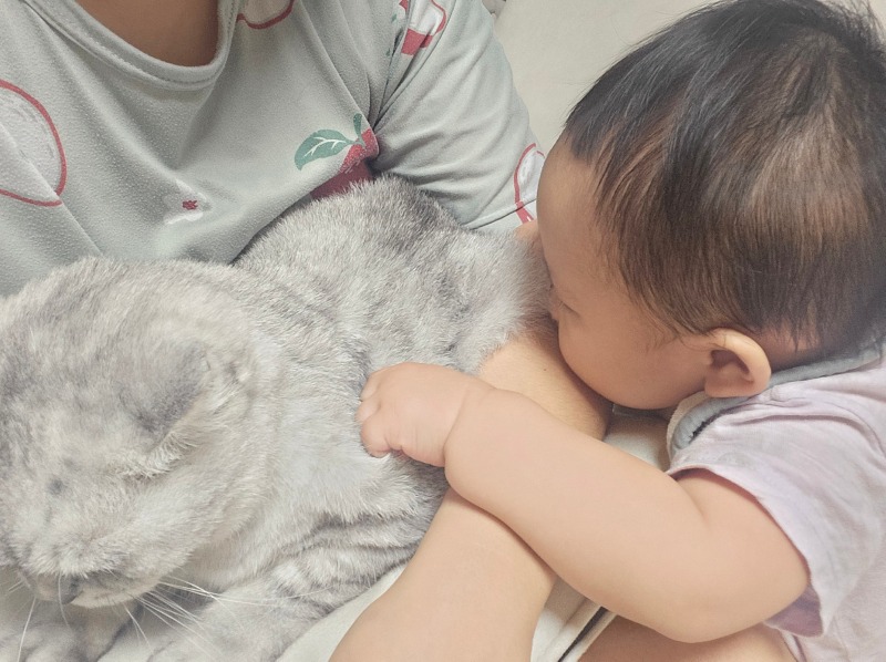 cat1