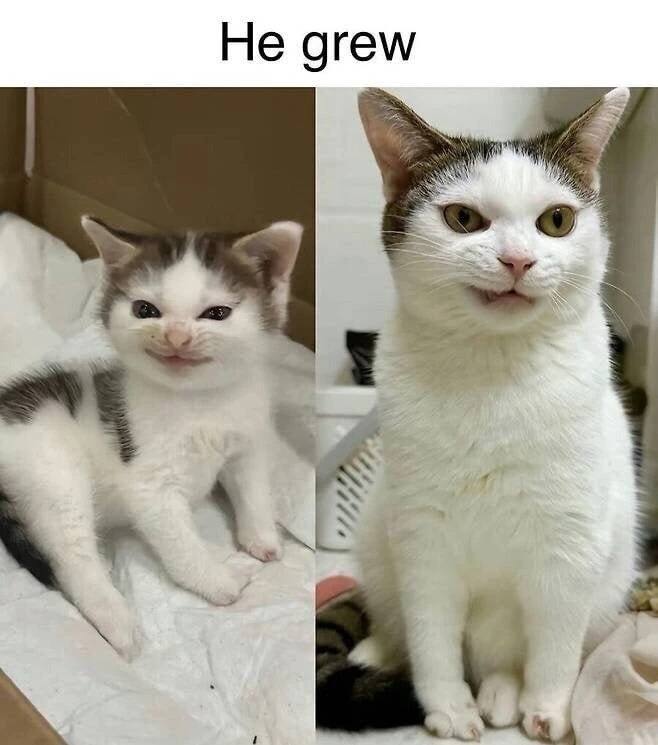 아기때 모습 그대로 자란 냥이