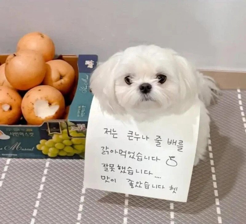 저는 큰 누나의 배를 갉아 먹었습니다...