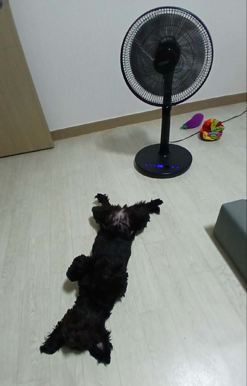 여름이 온걸 알리는 까미