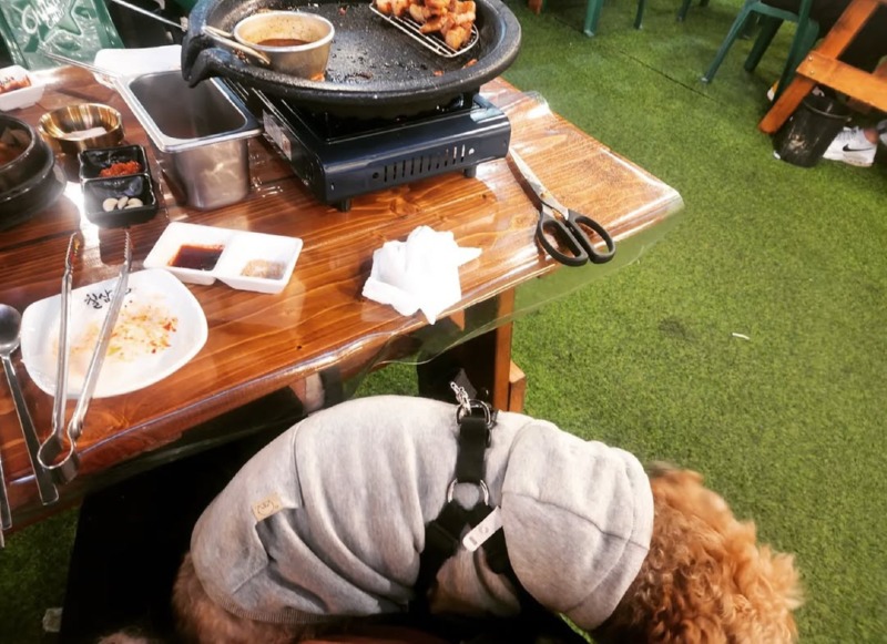 애견동반 가능한 구미 칠삼피그