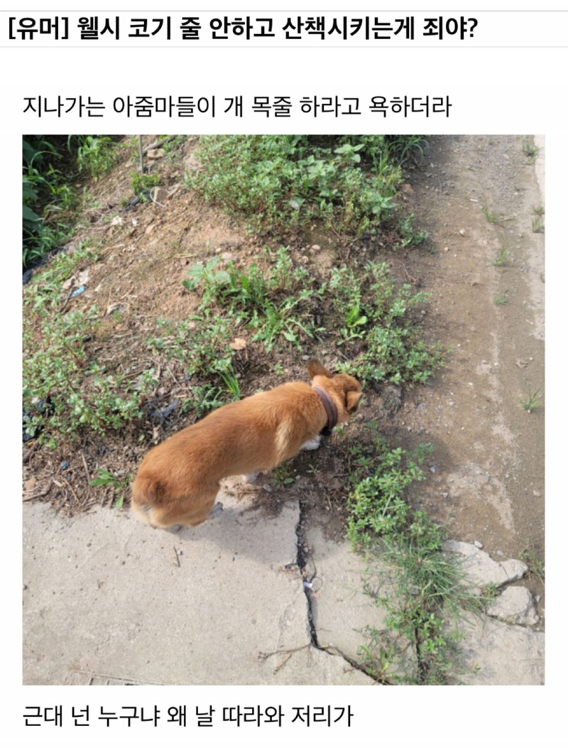 목줄 안하고 산책시키는게 죄야? 