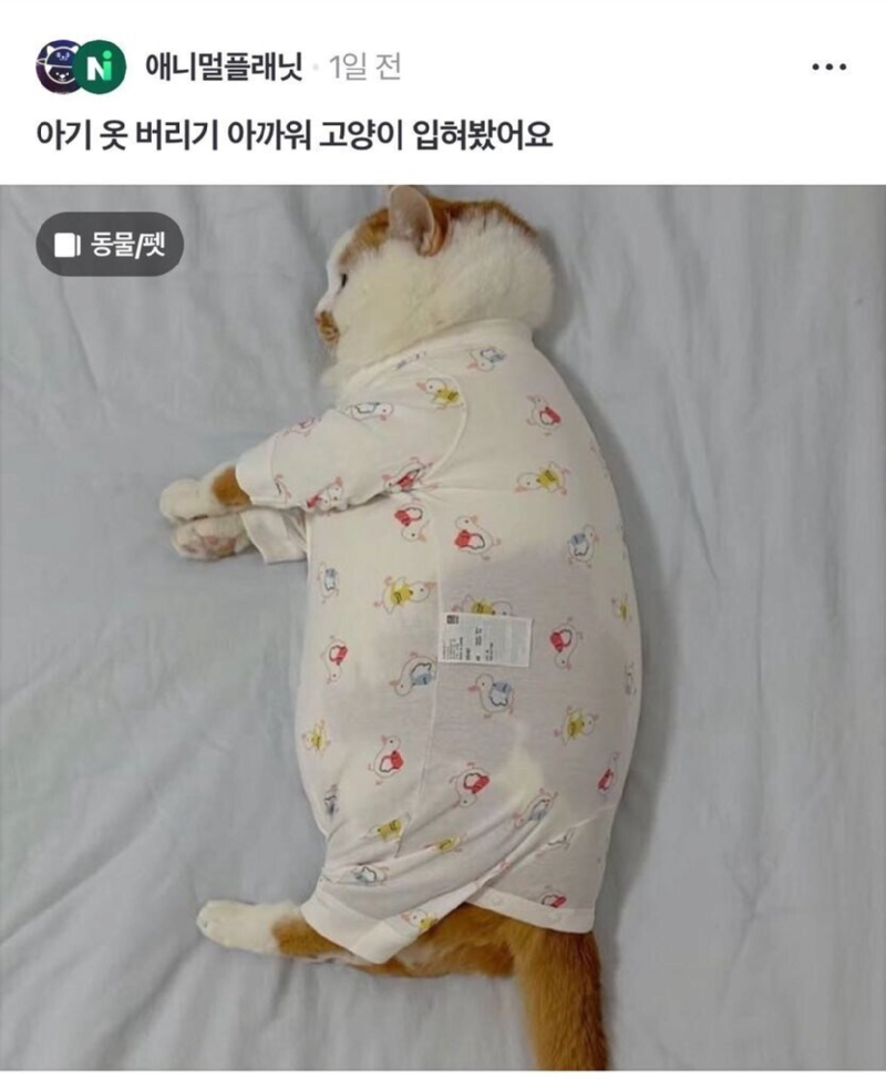 아기 옷 버리기 아까워서 고양이 입혀봤어요