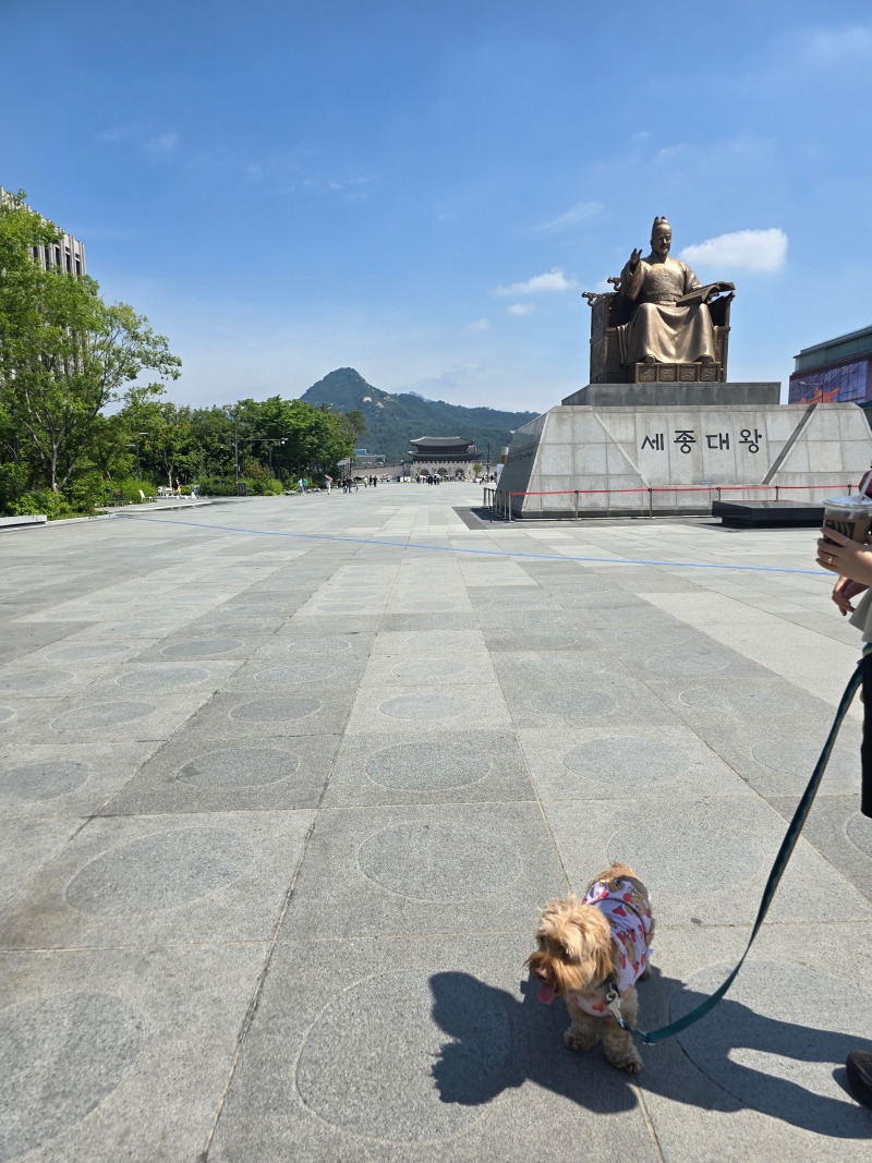 광화문광장, 남녀노소 사람 강아지 모두 모여라!