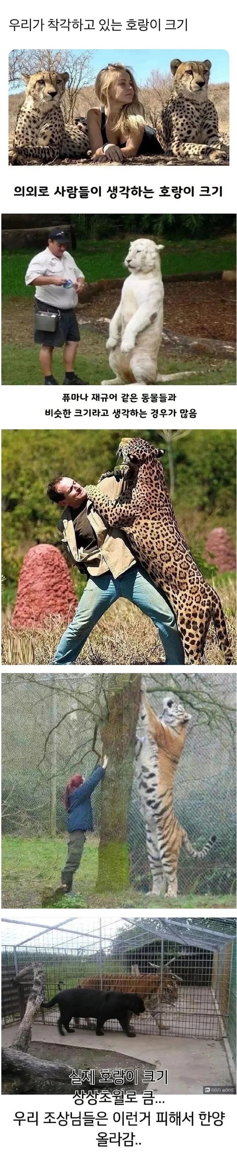 생각보다 큰 호랑이크기