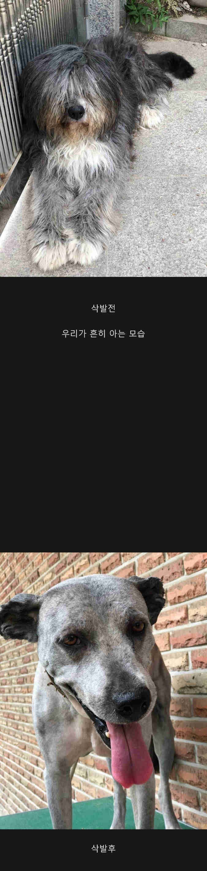 우리가 모르는 삽살개 삭발 전 후 차이
