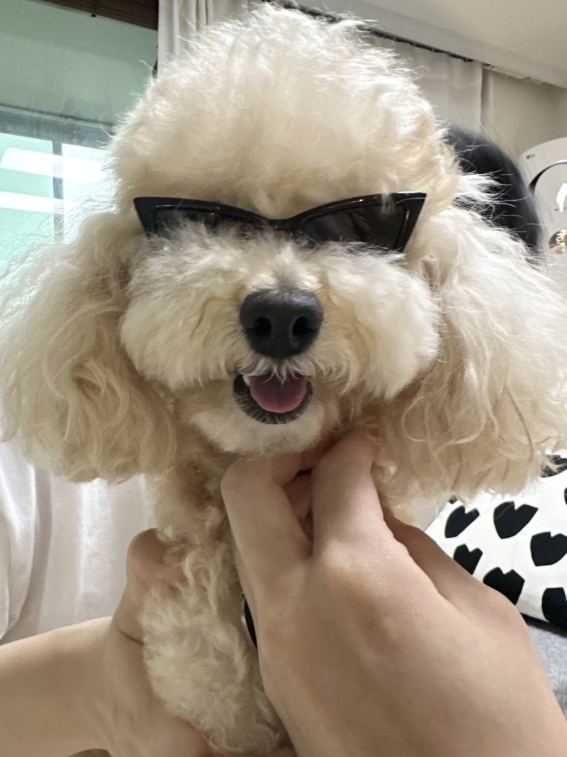 핫하개 다이소 반려동물용 선글라스