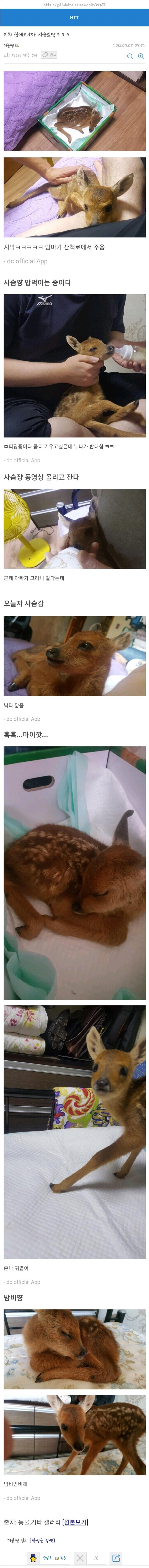 사슴을 주워다 키운 아주머닠ㅋㅋㅋ 