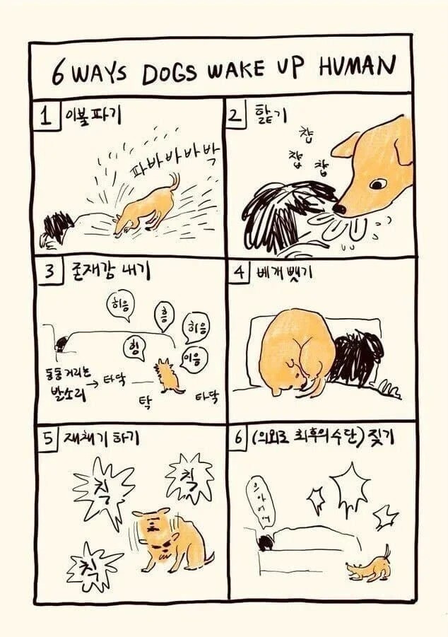 댕댕이가 사람 깨우는 방법