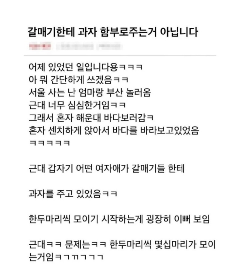 갈매기한테 함부러 과자 주면 안되는 이유
