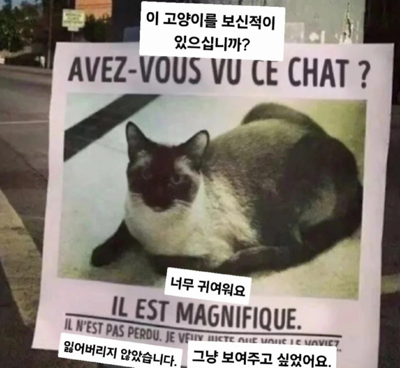 이 고양이를 보신적 있으십니까??