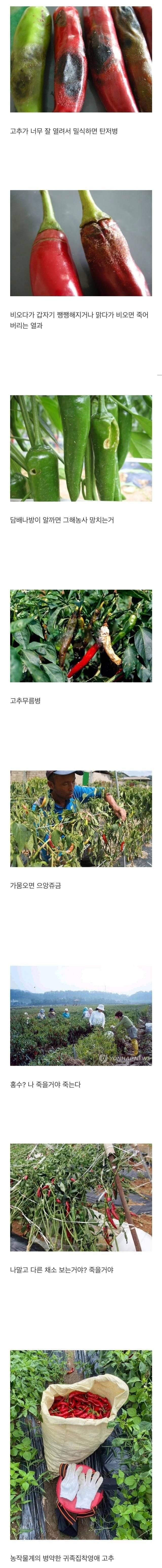 키우기 힘들다는 작물.jpg