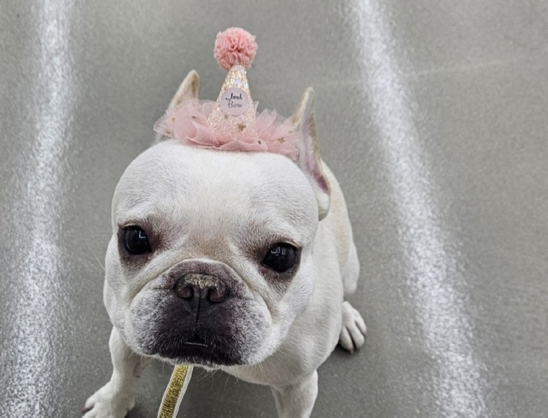 생일파티용품