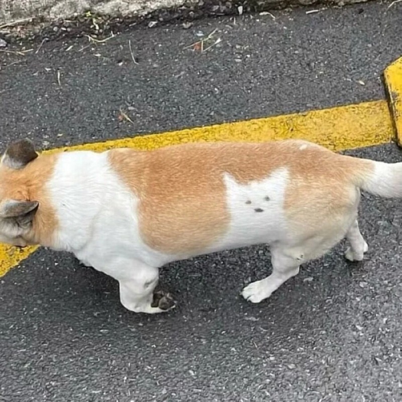 멍멍이 안에 갇힌 멍멍이