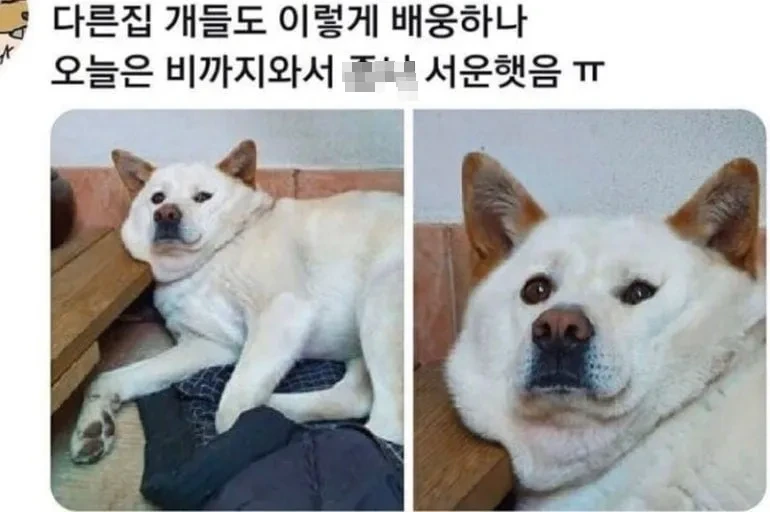 출근하는데 서운하게 만드는 댕댕이 