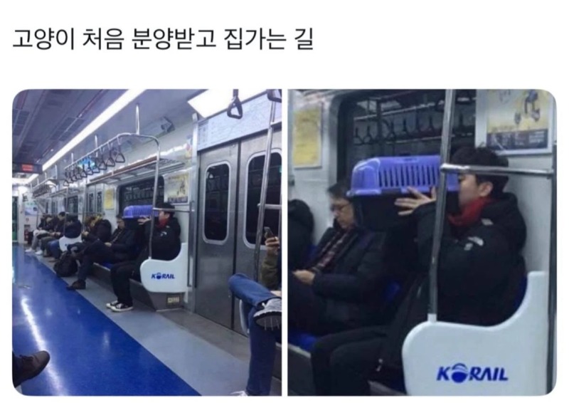 고양이 처음 분양 받고 집가는 길