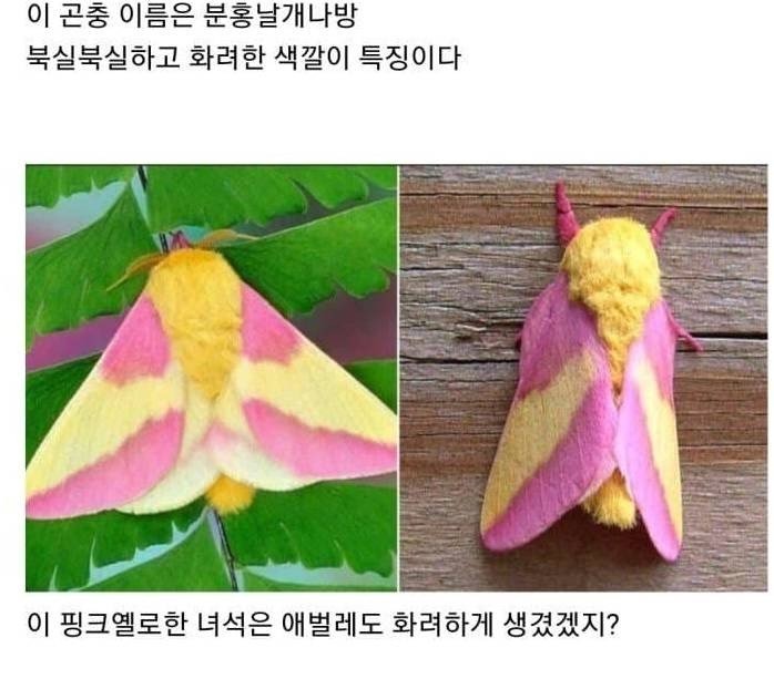 못생기게 태어나서 예뻐지는 벌레