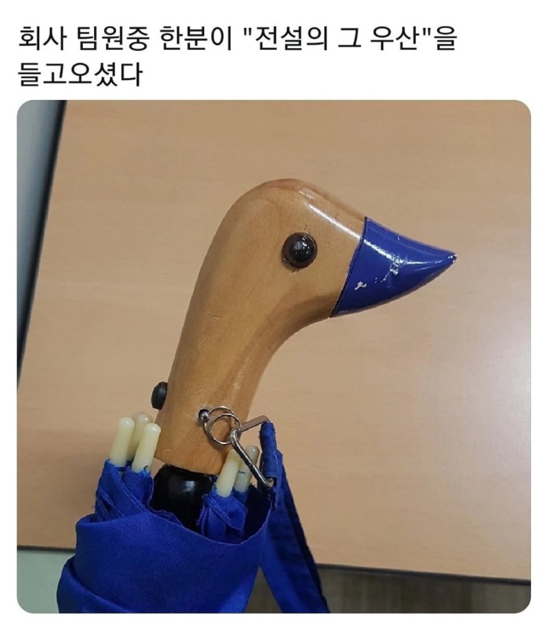 회사 동료가 가져온 전설의 우산 